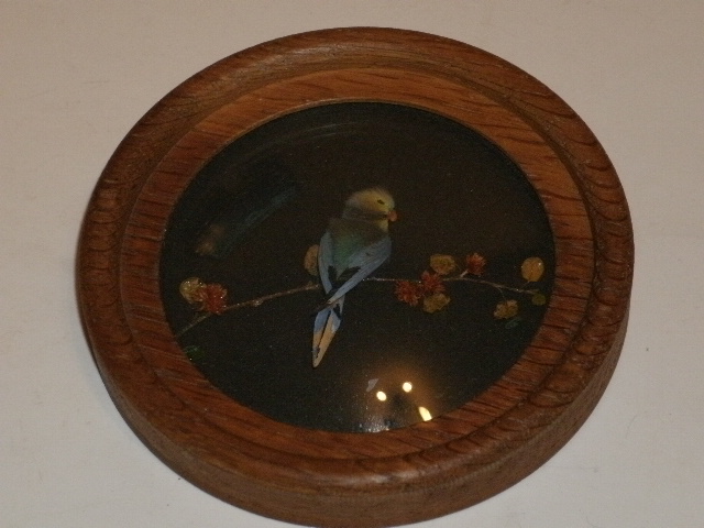 Himalayan Parakeet